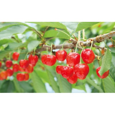 《先行受付》2026年 山形県産 山形美人 バラ詰(パック)500g