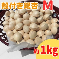 【先行受付】殻付き銀杏 (ぎんなん)【M】 約1kg(200g&times;5パック)