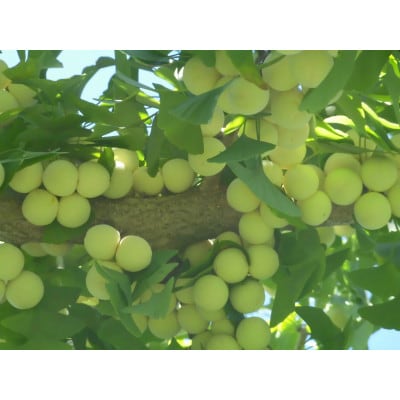 山形県山辺町産　むき実銀杏 (ぎんなん)【2L】 約1kg(100g×10パック)
