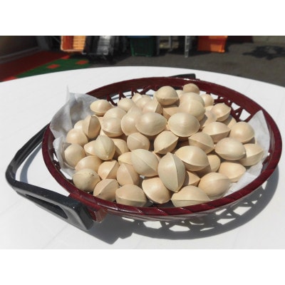 【先行受付】殻付き銀杏 (ぎんなん)【2L】 約800g(200g×4パック)
