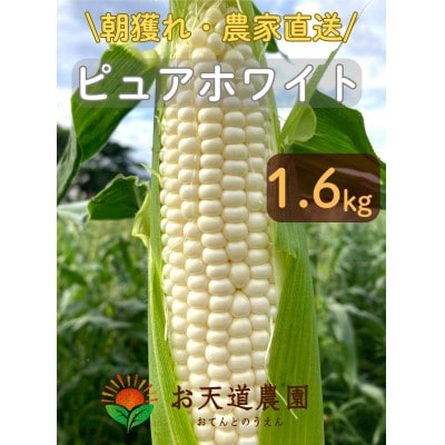 【先行予約2026年産】ピュアホワイト1.6kg(4-6本)【白とうもろこし/ホワイトコーン】