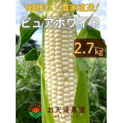 【先行予約2026年産】ピュアホワイト2.7kg(7-9本)【白とうもろこし/ホワイトコーン】
