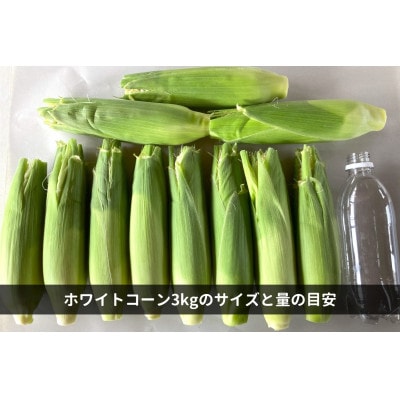 【2025年先行受付】 ホワイトコーン 3kg(8～12本)【生で味わう白とうもろこし】