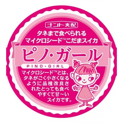【2025年先行受付】「ピノガール」2玉 【タネごと食べれるシャキシャキ小玉すいか】