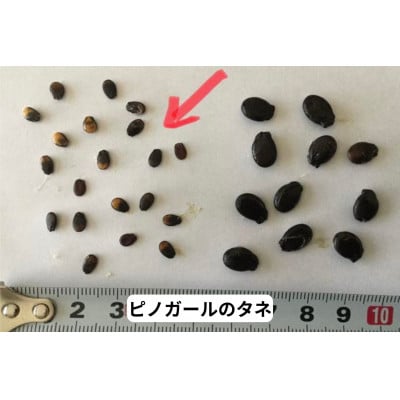 【2025年先行受付】「ピノガール」2玉 【タネごと食べれるシャキシャキ小玉すいか】