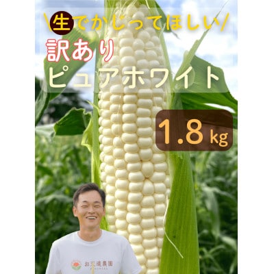 【先行予約2026年産】訳ありピュアホワイト1.8kg【ホワイトコーン/白とうもろこし】