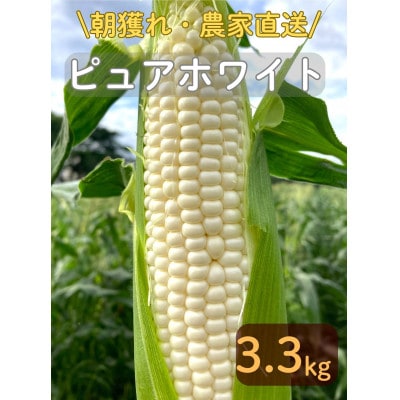 【先行予約2026年産】ピュアホワイト3.3kg(9-13本)【白とうもろこし/ホワイトコーン】