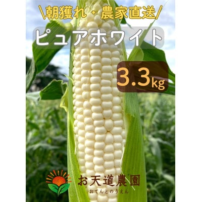【先行予約2026年産】ピュアホワイト3.3kg(9-13本)【白とうもろこし/ホワイトコーン】