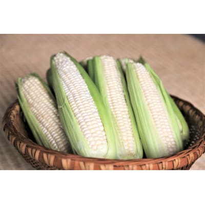 【先行予約2026年産】ピュアホワイト3.3kg(9-13本)【白とうもろこし/ホワイトコーン】