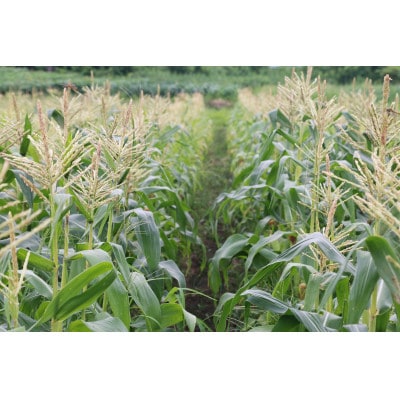 【先行予約2026年産】ピュアホワイト3.3kg(9-13本)【白とうもろこし/ホワイトコーン】