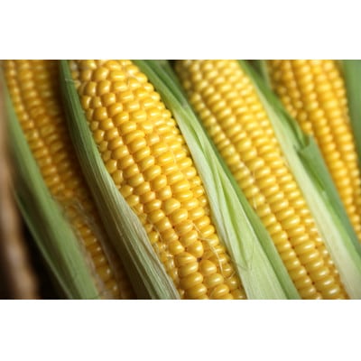 【先行予約2026年産】とうもろこし ゴールドラッシュ 2.7kg(7-9本) 【朝獲れを産地直送】