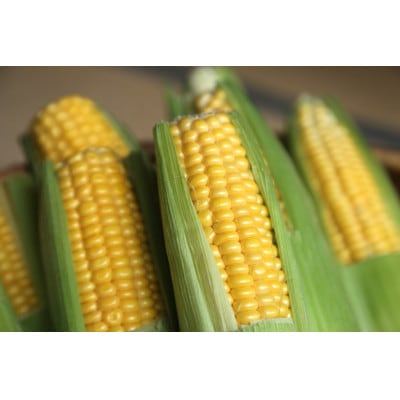 【先行予約2026年産】訳ありとうもろこし ゴールドラッシュ1.8kg【朝獲れを産地直送】