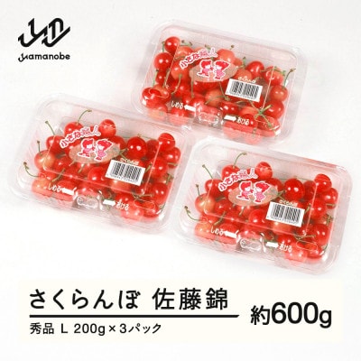 先行予約 さくらんぼ 佐藤錦 秀品 L 約600g 令和7年産 山形県産 tf-snpsl600