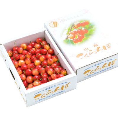 《先行予約》さくらんぼ 佐藤錦 秀Mサイズ ご家庭用 バラ詰め 1.2kg(600g×2箱)