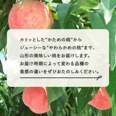 《先行予約》白桃 和梨 詰め合わせ 品種おまかせ 化粧箱入り 3kg R8年産 ns-fshnx3