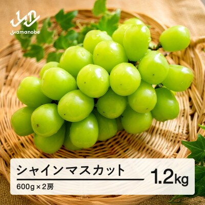 《先行予約》シャインマスカット 秀品2房(約1200g)令和8年産 ns-busmx1200