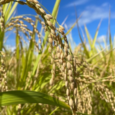 【令和7年産】雪若丸 精米 2kg 山形県産 ※沖縄・離島の配送不可