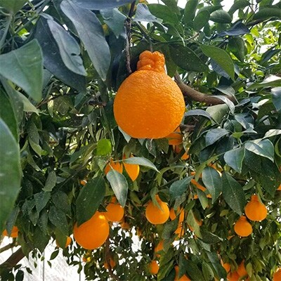 長崎県産　露地物　不知火　12～16玉入