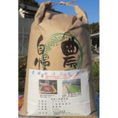 【令和5年産】茂原市産こしひかり玄米10kg