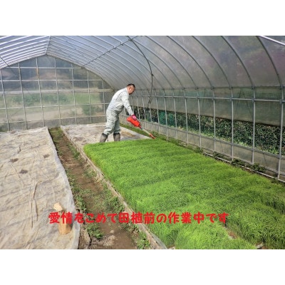 【令和6年産】茂原市産こしひかり玄米20kg