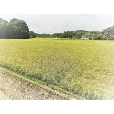 茂原市産愛嬢米こしひかり　白米　5kg×2袋