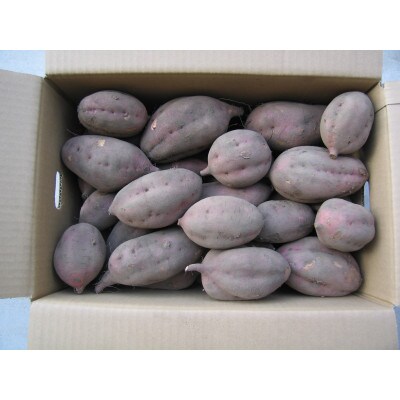 安納芋　5kg