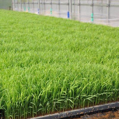 茂原市産「コシヒカリ」 玄米10kg