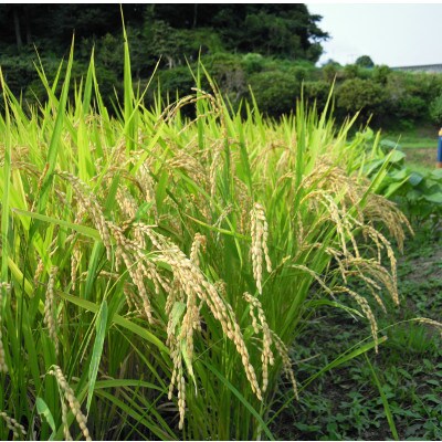 令和4年産 茂原市産「コシヒカリ」 玄米10kg