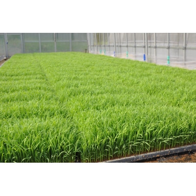 令和6年産 茂原市産「コシヒカリ」 玄米10kg