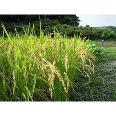 令和6年産 茂原市産「コシヒカリ」 玄米20kg(10kg×2袋)
