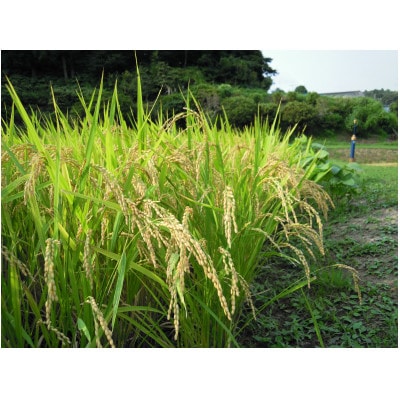 新米 令和7年産 千葉県茂原市産「ふさこがね100%」 玄米10kg