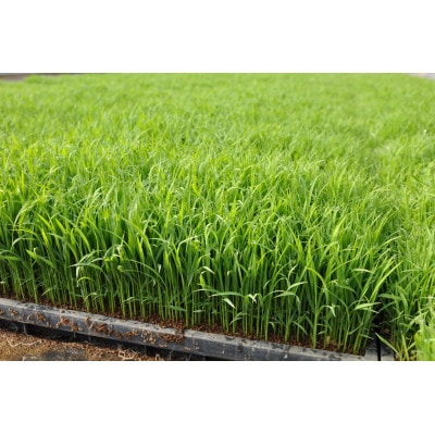 新米 令和7年産 千葉県茂原市産「コシヒカリ」 玄米10kg