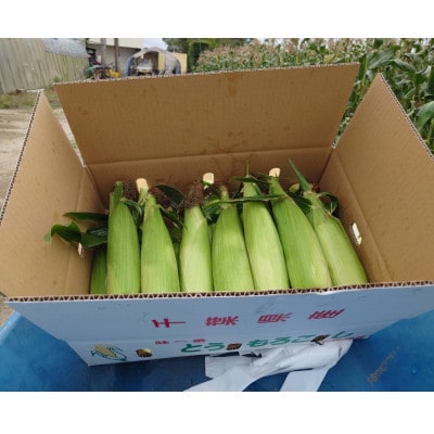 【期間限定】朝採りとうもろこし　約5kg(14～15本)