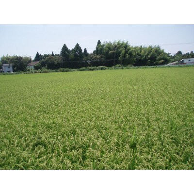 5年連続食味格付ランクS評価　千葉県茂原市産コシヒカリ6kg(3kg×2袋)精米