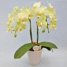 産直!ミディ胡蝶蘭鉢植え　イエロー　“カーリー” 2本立