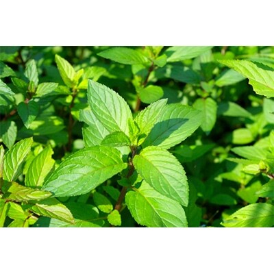 ルシェーヌ化粧用石けん(泡タイプ)ミントの香り