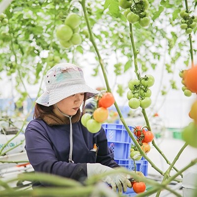 【2019年5月発送】 四万十育ちの中玉トマト!旨味とコクの「ロッソリッチ」4kg