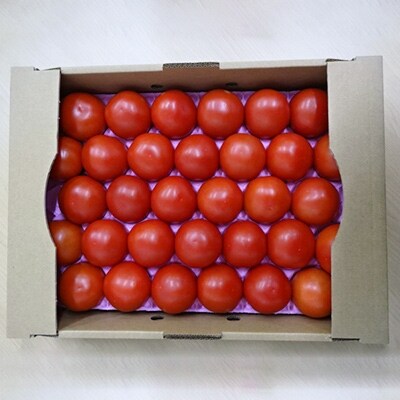 【2019年5月発送】 四万十育ちの中玉トマト!旨味とコクの「ロッソリッチ」4kg
