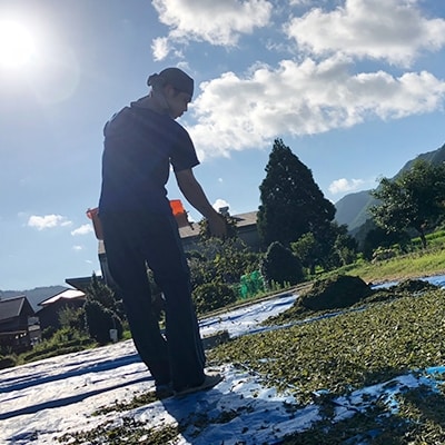 丹波 天日干し赤ちゃん番茶バラ詰め0g 3袋 お礼品詳細 ふるさと納税なら さとふる
