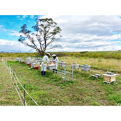 純粋はちみつ　200g入り　2本セット(春・夏)