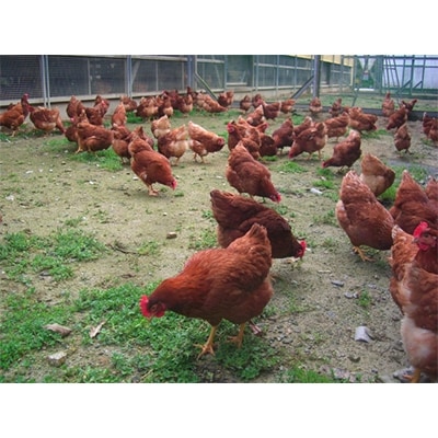 放し飼いで育てられた親鶏の肉(2羽分)