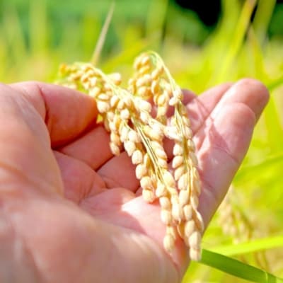 小川村自慢のはぜかけ米10キロ*401