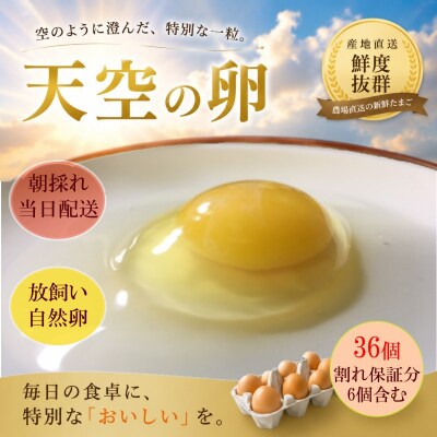 信州MIYAFARM「天空の卵」放し飼い自然卵30個+6個*381