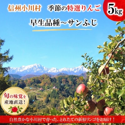 信州小川村成就地区限定季節の特選りんご5キロ(早生品種りんご～サンふじりんご)*311