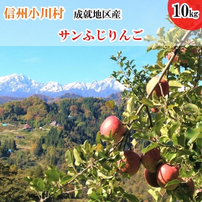 信州成就地区限定　サンふじりんご限定10キロ*411