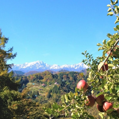 信州成就地区限定　サンふじりんご限定10キロ*411