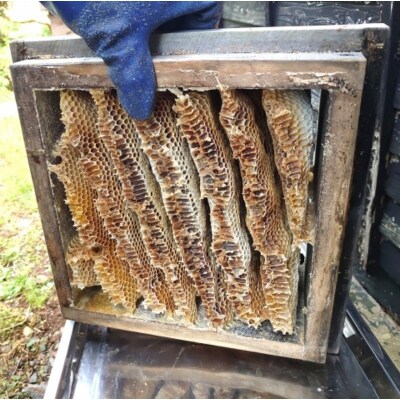 国産日本ミツバチ熟成はちみつ　百花蜂蜜470g*420