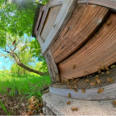 日本みつばち　百花はちみつ250g*254