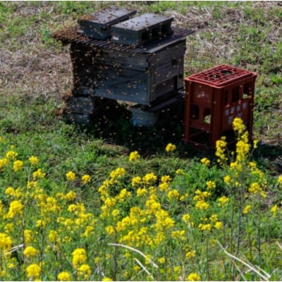 日本みつばち　百花はちみつ250g*254