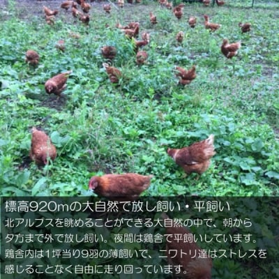 信州MIYAFARM「天空の卵」放し飼い自然卵　6ヶ月定期便*382